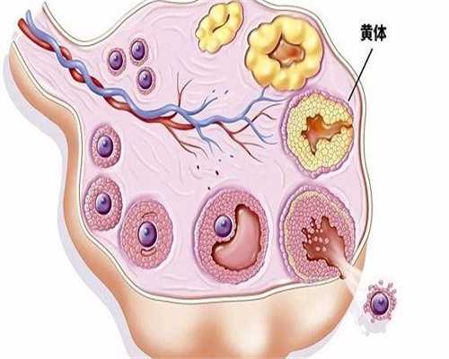 镇江生殖医院供卵-什么是镇江西囡供卵试管婴儿？