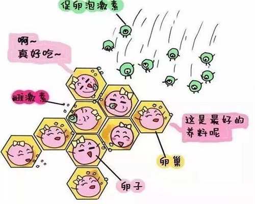 卵子质量的好坏是影响试管婴儿助孕的幕后黑手