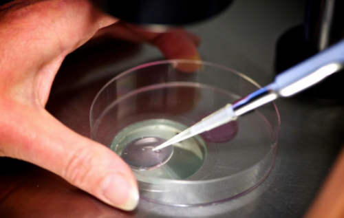 镇江代生双胞胎在哪里,双胞胎的心率一样吗