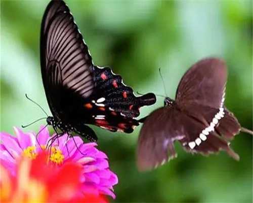 四川捐卵群，四川产假是多少天？2026年四川产假最新规定是多少天？