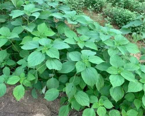 镇江试管婴儿报销(西安试管婴儿纳入医保)