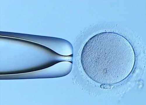 三代供卵试管移植5AA囊胚的成功率是多少？