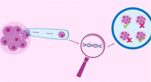 代生产子-移植前一晚同房了怎么办？移植前一晚同房解决办法
