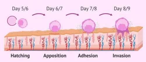 镇江代怀哪家正规（三代试管婴儿技术）